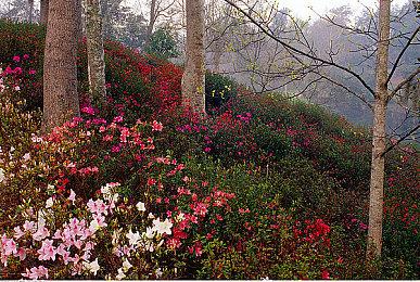 JK罗琳拒绝和艾玛・沃森和解 称其无知、假慈悲